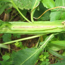 Location: Lucketts, Loudoun County, Virginia
Date: 2003-09-01
Stem section showing "wings"
