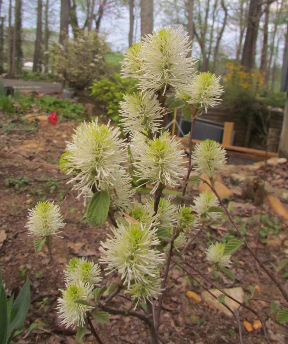 Photo of Dwarf Fothergilla (Fothergilla 'Mount Airy') uploaded by greenthumb99