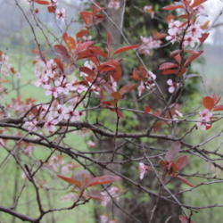 Location: Lucketts, Loudoun County, Virginia
Date: 2012-03-25
Intense color of leaves in early spring