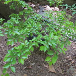 Location: Lucketts, Loudoun County, Virginia
Date: 2013-05-05
Yong plant, a few years old
