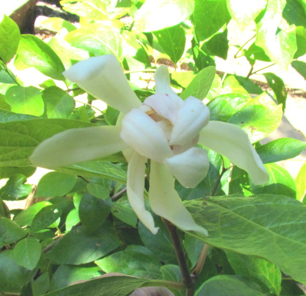 Photo of Eastern Sweetshrub (Calycanthus 'Venus') uploaded by greenthumb99
