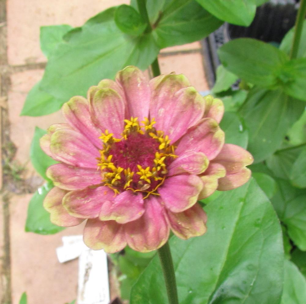 Photo of Zinnia (Zinnia elegans 'Queen Red Lime') uploaded by greenthumb99