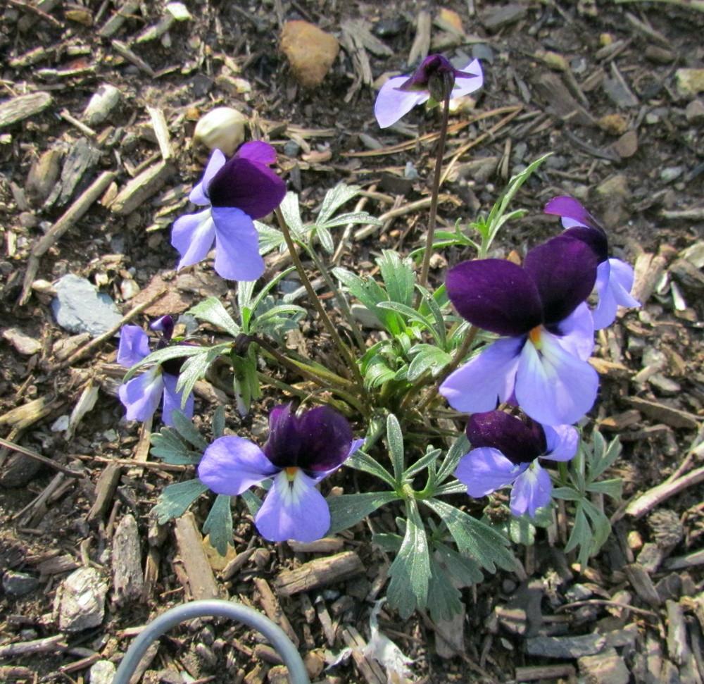 Photo of Bird's Foot Violet (Viola pedata) uploaded by greenthumb99