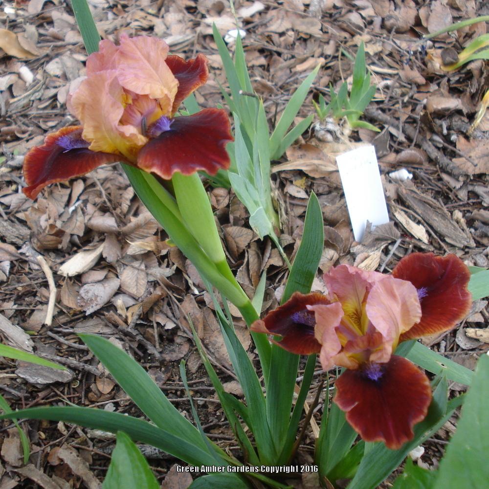 Photo of Standard Dwarf Bearded Iris (Iris 'Sparks Fly') uploaded by lovemyhouse