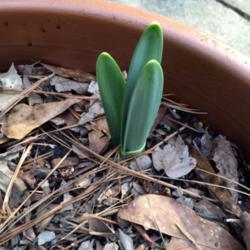 Location: My garden
Date: 2016-03-08
As Bulb began to break ground