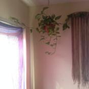 bedroom pothos houseplant