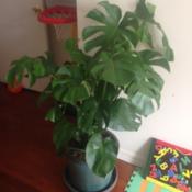 Indoor Split-leaf houseplant 