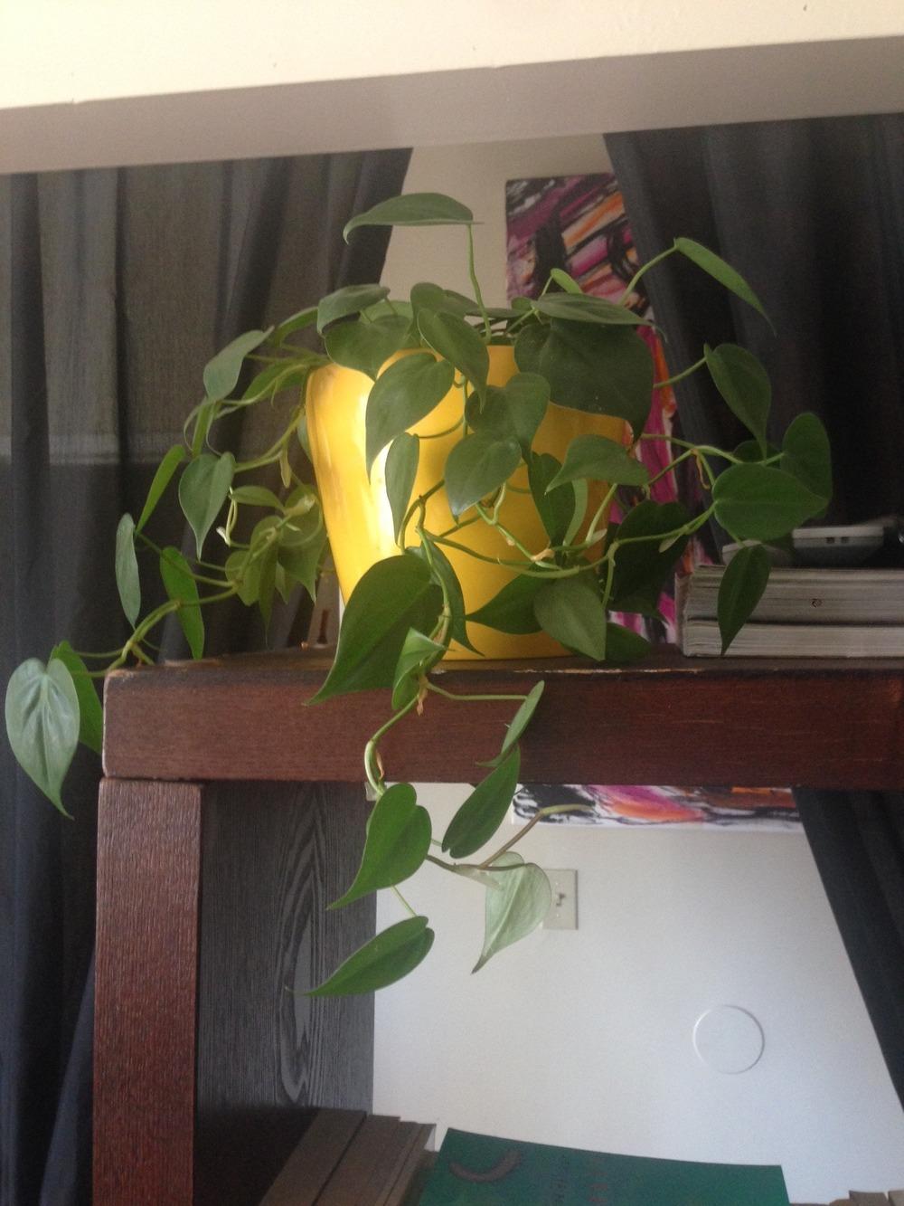 Photo of Heart Leaf Philodendron (Philodendron hederaceum var. oxycardium) uploaded by V33JG