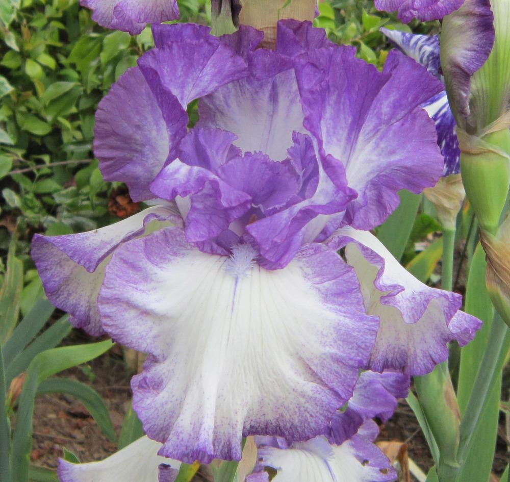 Photo of Tall Bearded Iris (Iris 'Mutiny on the Bounty') uploaded by belladarla
