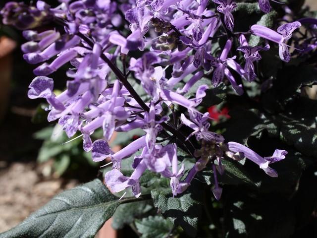 Photo of Spur Flower (Plectranthus Mona Lavender) uploaded by gingin
