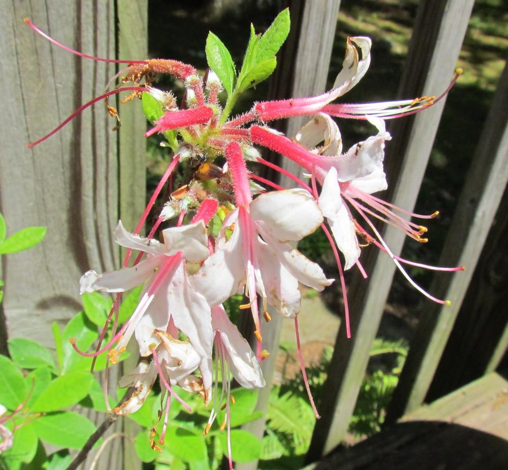 Photo of Pinxterbloom Azalea (Rhododendron periclymenoides) uploaded by greenthumb99