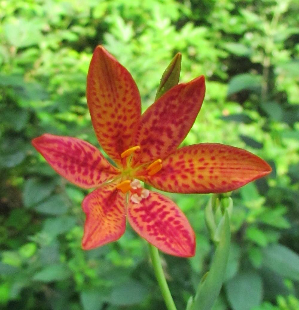 Photo of Species Iris (Iris domestica) uploaded by greenthumb99