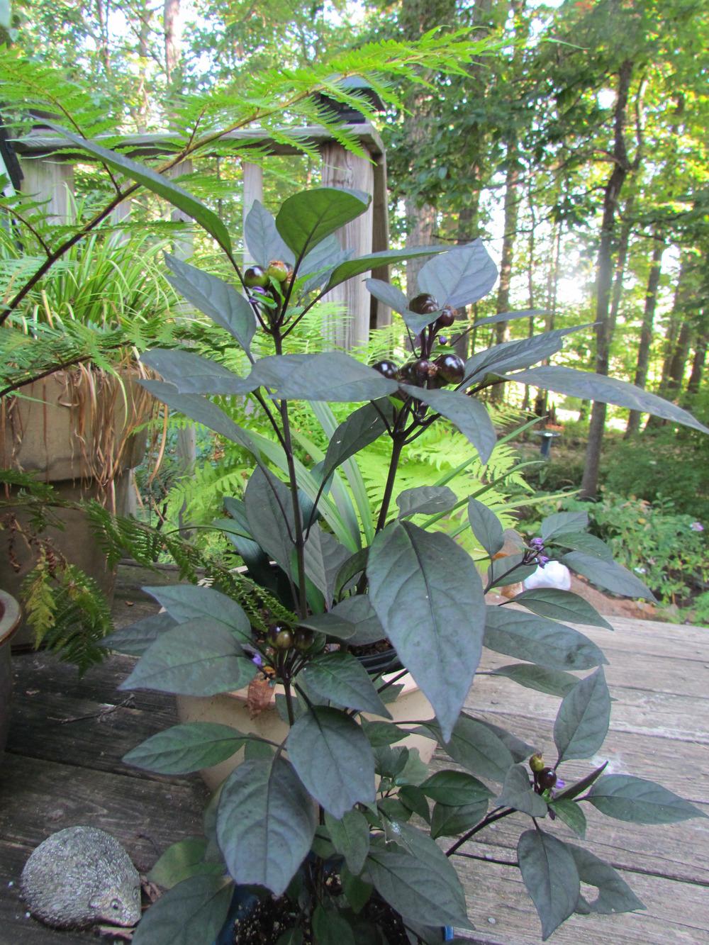 Photo of Ornamental Pepper (Capsicum annuum 'Black Pearl') uploaded by greenthumb99