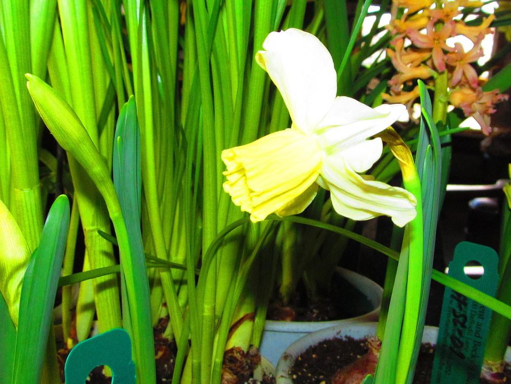 Photo of Cyclamineus Daffodil (Narcissus 'Surfside') uploaded by jmorth