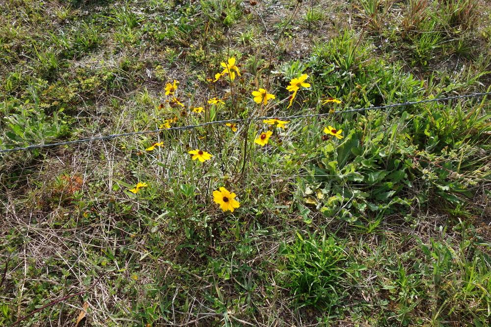 Photo of Tickseeds (Coreopsis) uploaded by mellielong