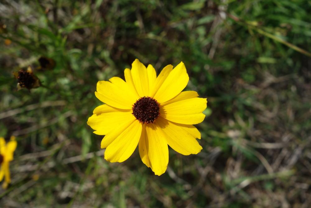 Photo of Tickseeds (Coreopsis) uploaded by mellielong