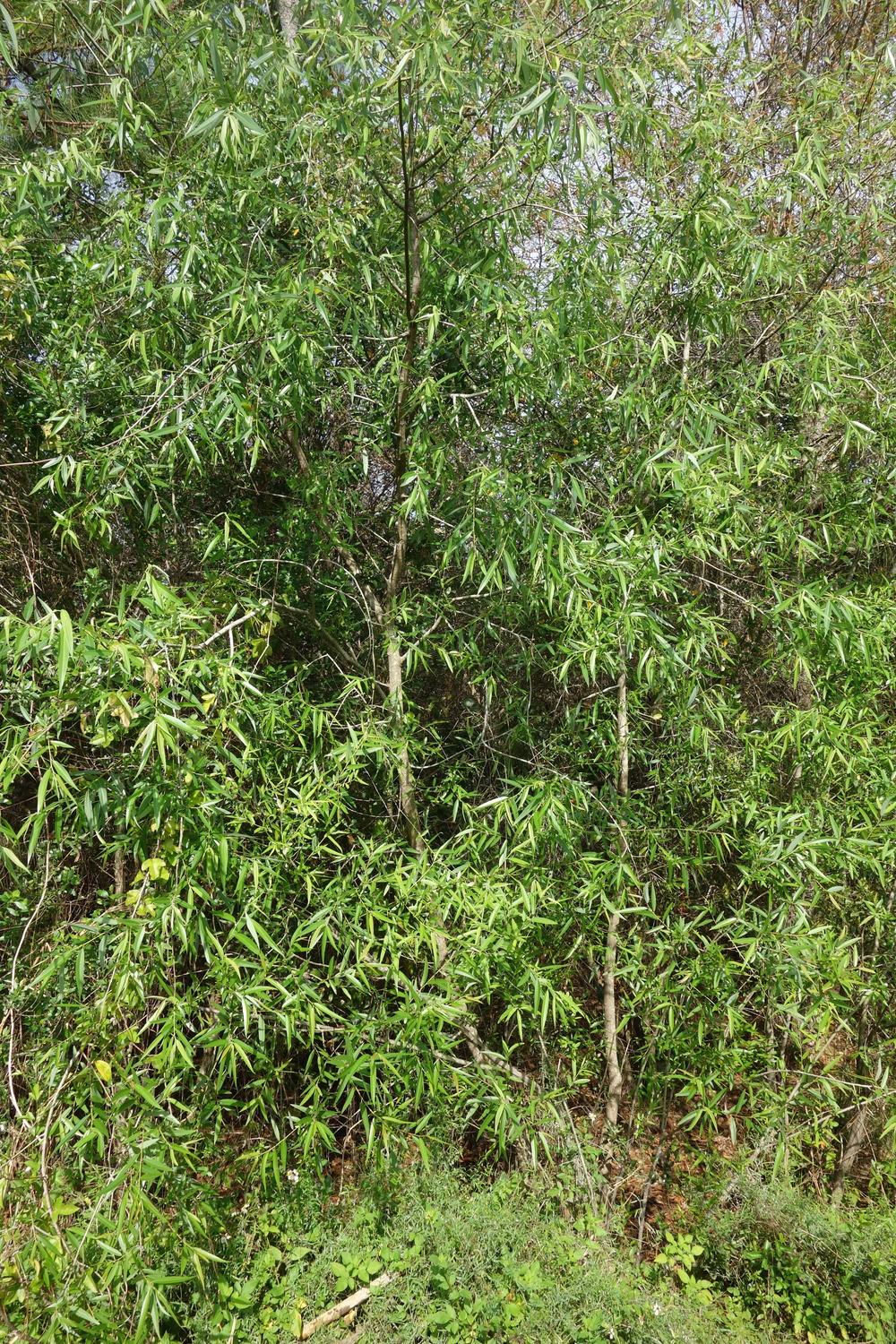 Photo of Carolina Willow (Salix caroliniana) uploaded by mellielong