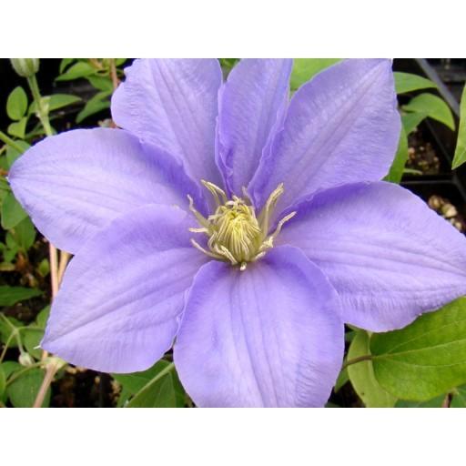 Photo of Clematis Cezanne™ uploaded by Calif_Sue