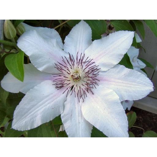 Photo of Clematis The Countess of Wessex™ uploaded by Calif_Sue