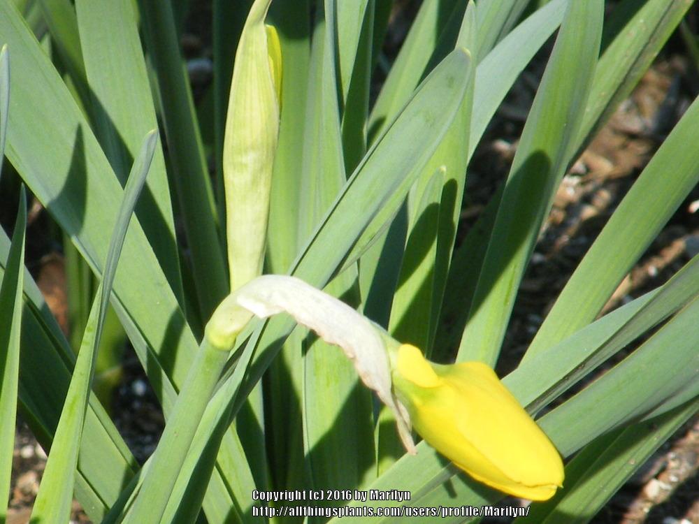 Photo of Trumpet Daffodil (Narcissus 'Classic Garden') uploaded by Marilyn