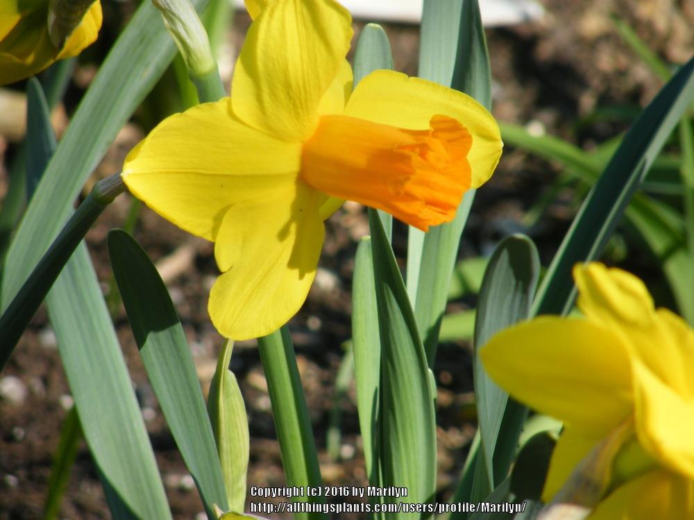 Photo of Trumpet Daffodil (Narcissus 'Classic Garden') uploaded by Marilyn