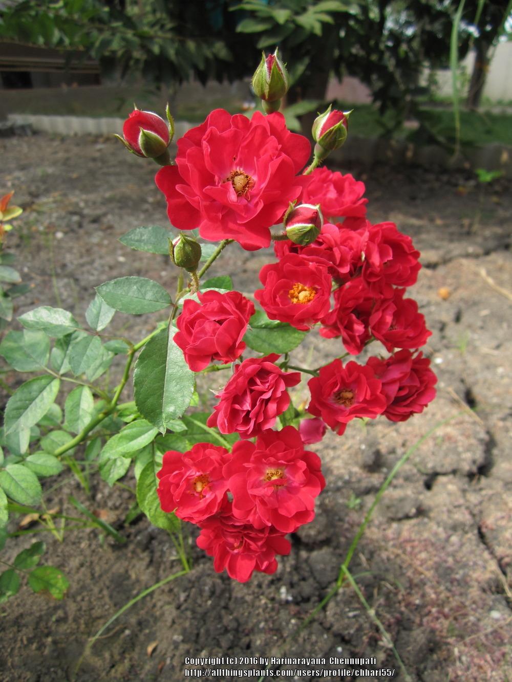Photo of Roses (Rosa) uploaded by chhari55