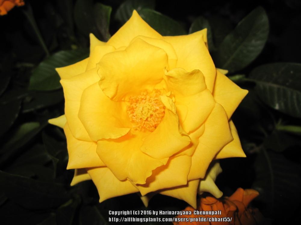 Photo of Rose (Rosa 'Graham Thomas') uploaded by chhari55
