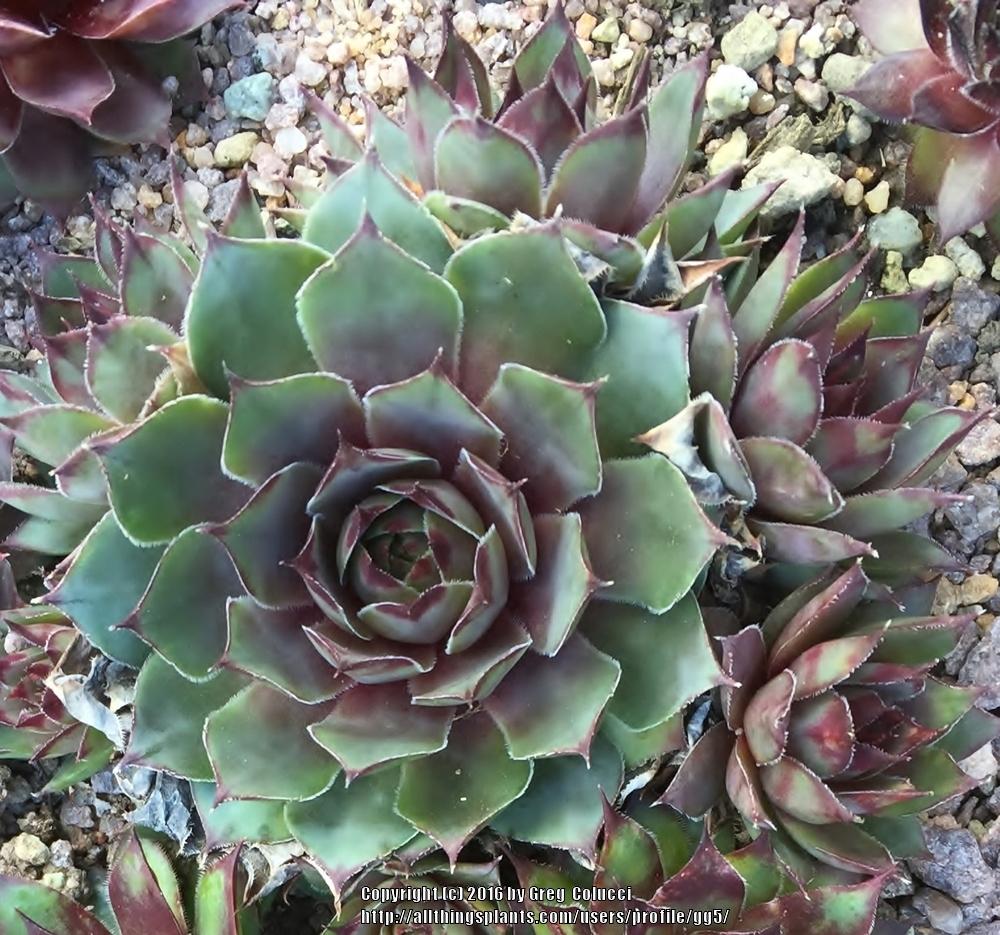 Photo of Hen and Chicks (Sempervivum 'Frost and Flame') uploaded by gg5