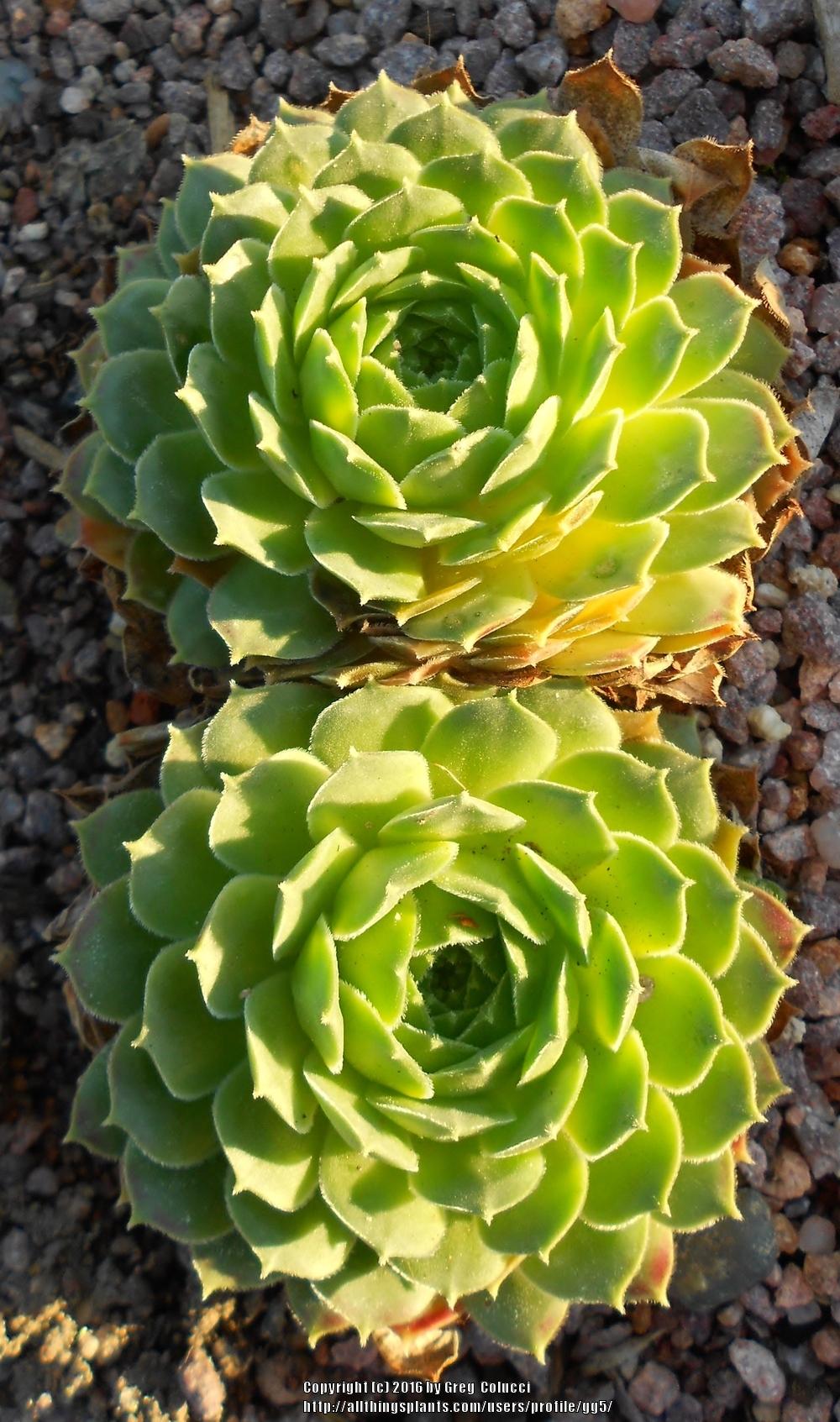 Photo of Hen and Chicks (Sempervivum 'Pacific Green Rose') uploaded by gg5