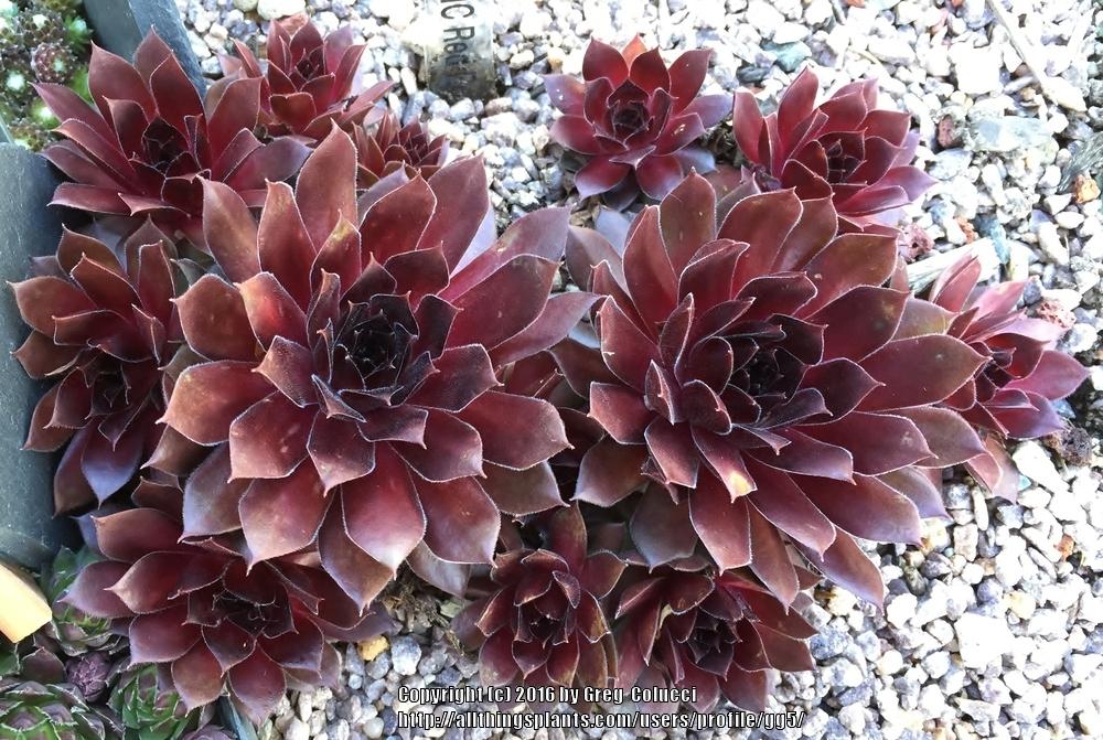 Photo of Hen and Chicks (Sempervivum 'Pacific Red Rose') uploaded by gg5