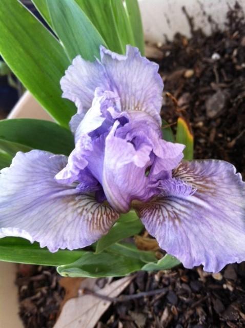 Photo of Standard Dwarf Bearded Iris (Iris 'Pied Pixie') uploaded by grannysgarden