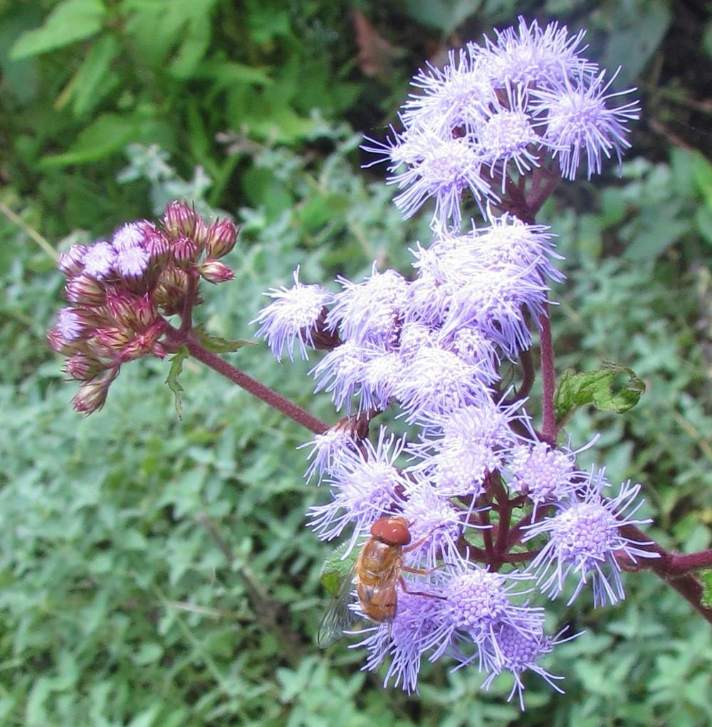 Photo of Blue Mistflower (Conoclinium coelestinum) uploaded by greenthumb99