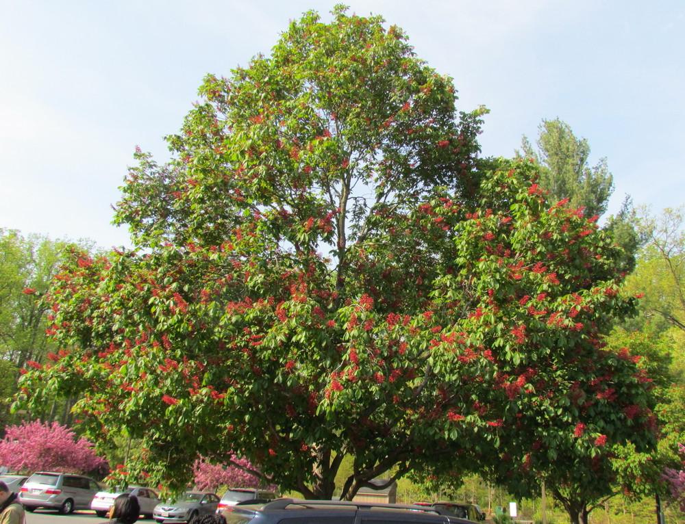 Photo of Red Buckeye (Aesculus pavia) uploaded by greenthumb99