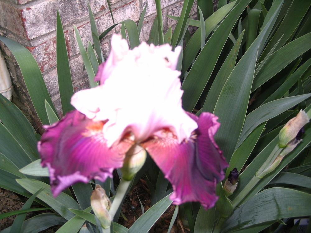 Photo of Tall Bearded Iris (Iris 'Tempting') uploaded by janielouy
