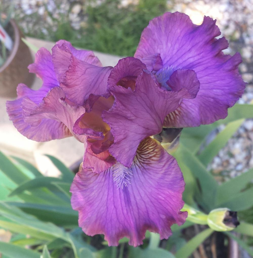 Photo of Intermediate Bearded Iris (Iris 'Candy Rock') uploaded by mesospunky