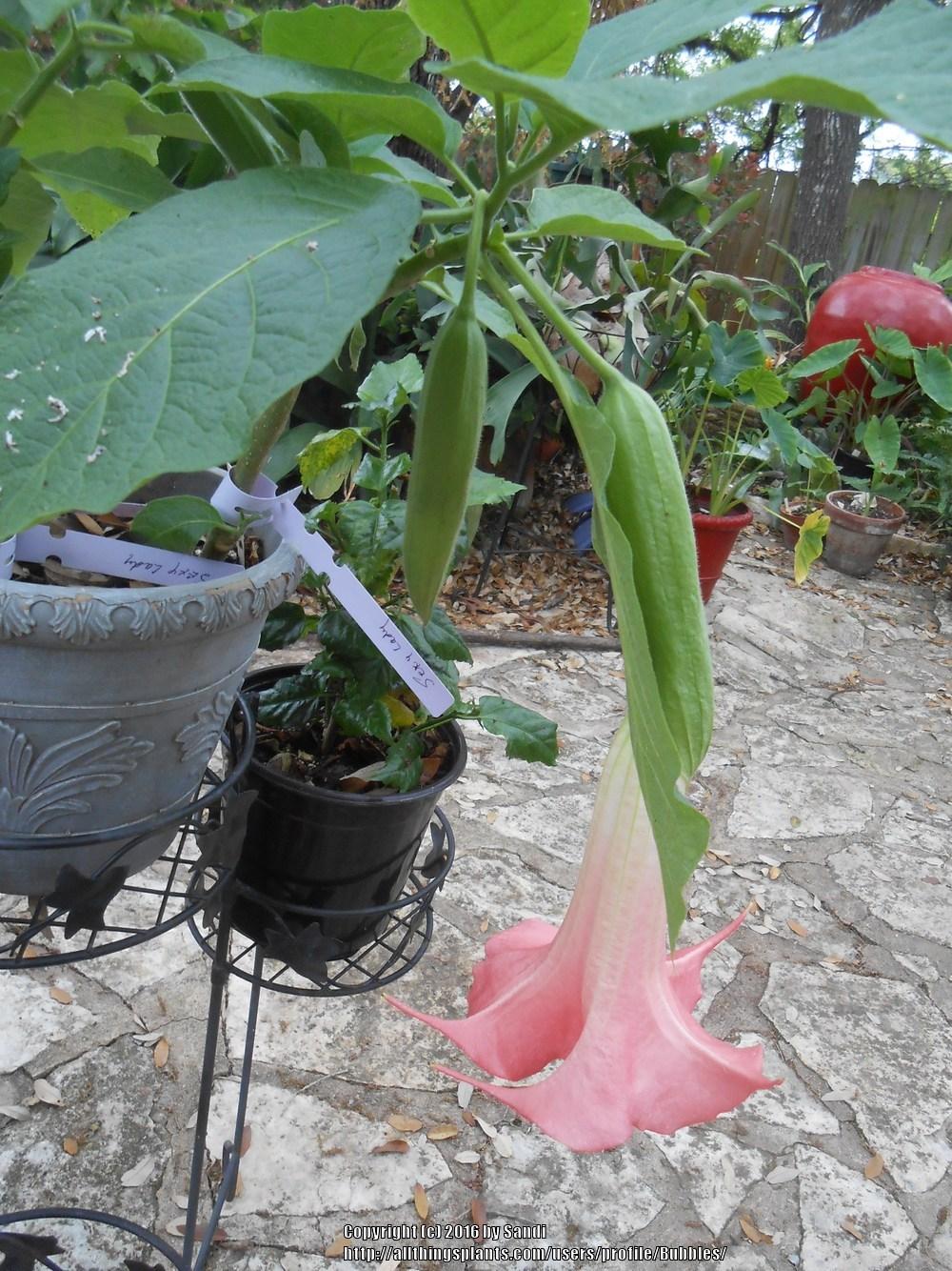 Photo of Angel Trumpet (Brugmansia 'Sexy Lady') uploaded by Bubbles