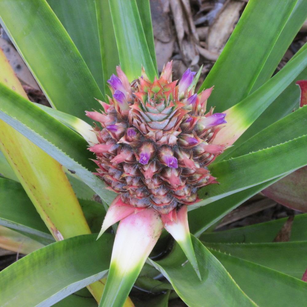 Photo of Pineapple (Ananas comosus) uploaded by Dutchlady1