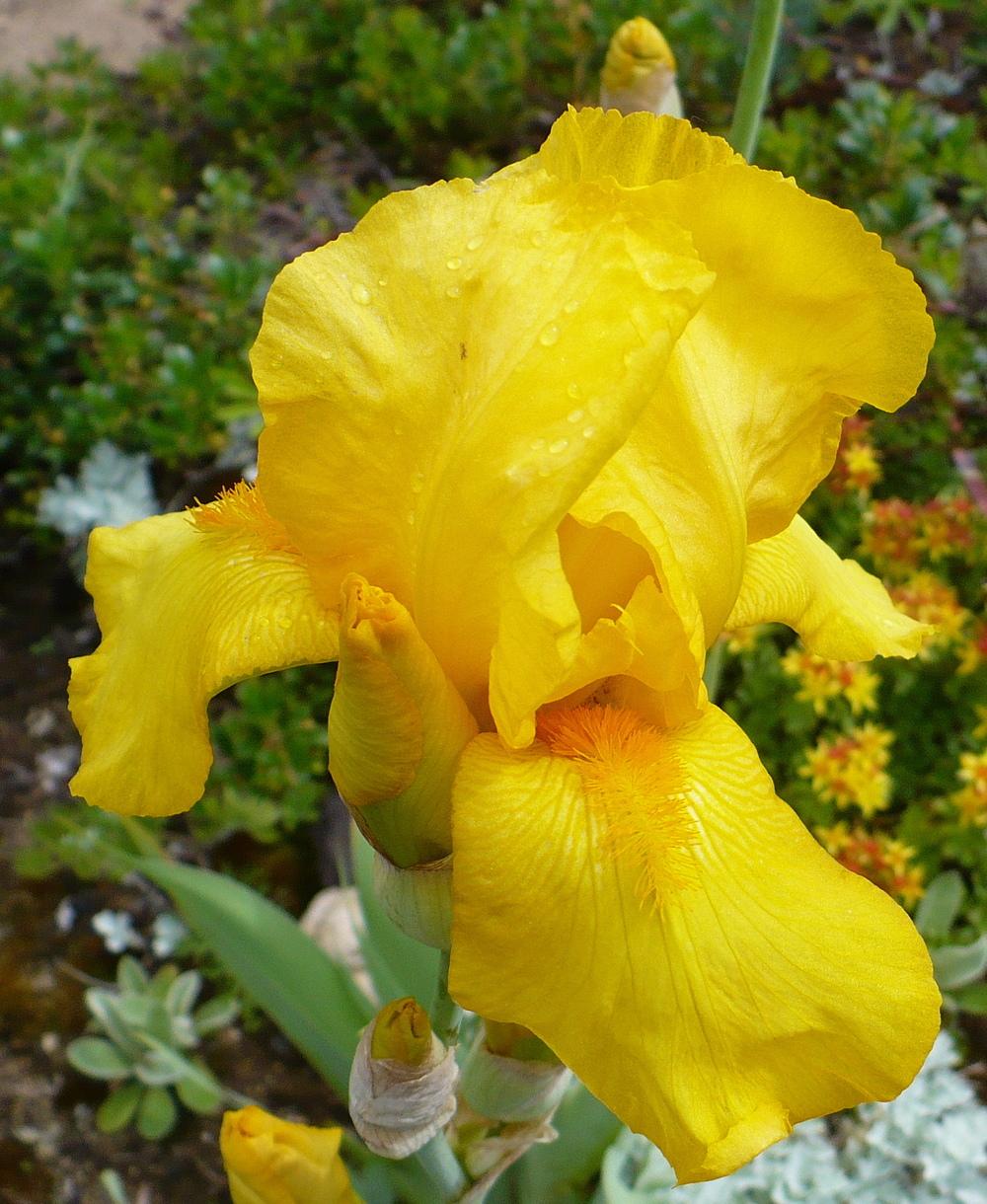 Photo of Tall Bearded Iris (Iris 'Ola Kala') uploaded by HemNorth