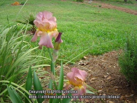 Photo of Tall Bearded Iris (Iris 'Afterglow') uploaded by Jolana