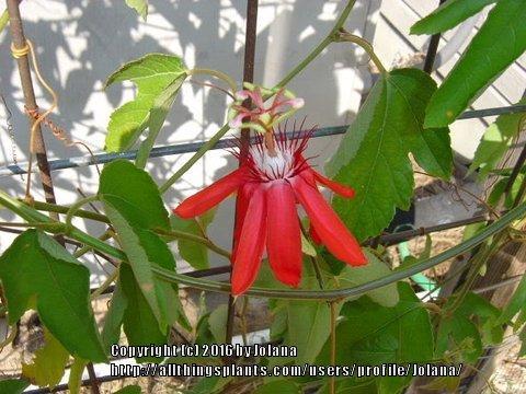 Photo of Crimson Passion Flower (Passiflora vitifolia) uploaded by Jolana