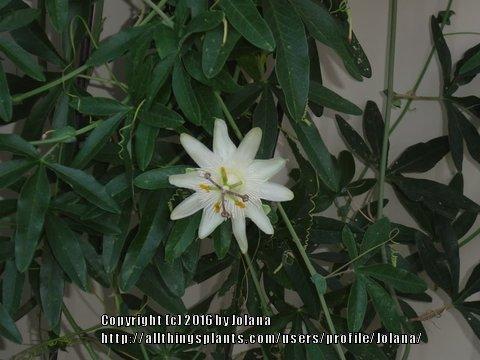 Photo of Hardy Passionflower (Passiflora caerulea 'Constance Elliott') uploaded by Jolana