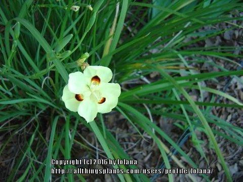 Photo of African Iris (Dietes bicolor) uploaded by Jolana