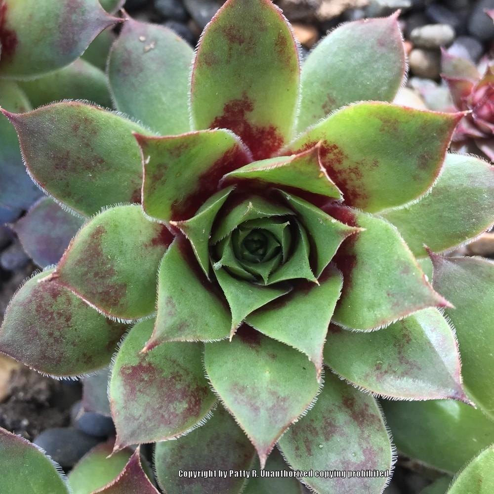 Photo of Hen and Chicks (Sempervivum 'Christmas Time') uploaded by Patty