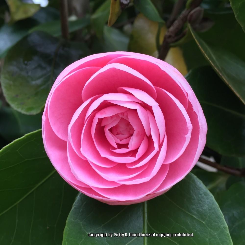 Photo of Japanese Camellia (Camellia japonica 'Pink Perfection') uploaded by Patty