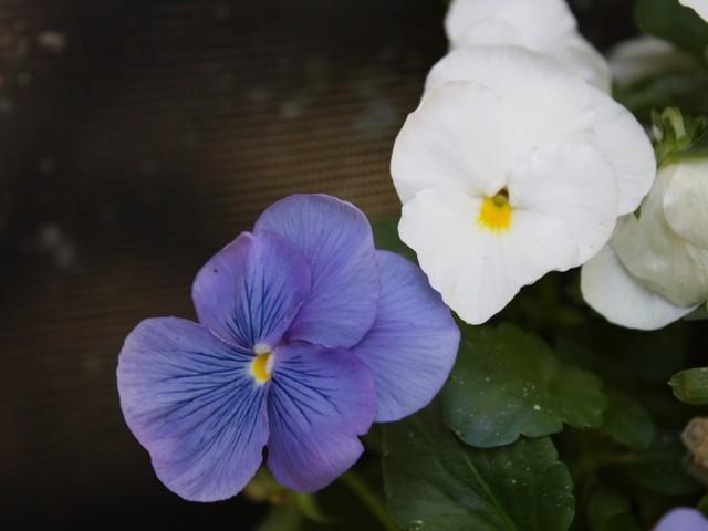 Photo of Pansy (Viola x wittrockiana) uploaded by gingin