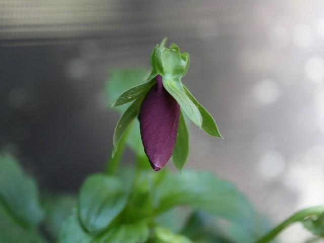 Photo of Pansy (Viola x wittrockiana) uploaded by gingin