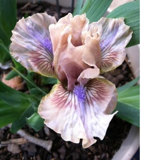 Photo of Standard Dwarf Bearded Iris (Iris 'Two Thumbs Up') uploaded by grannysgarden