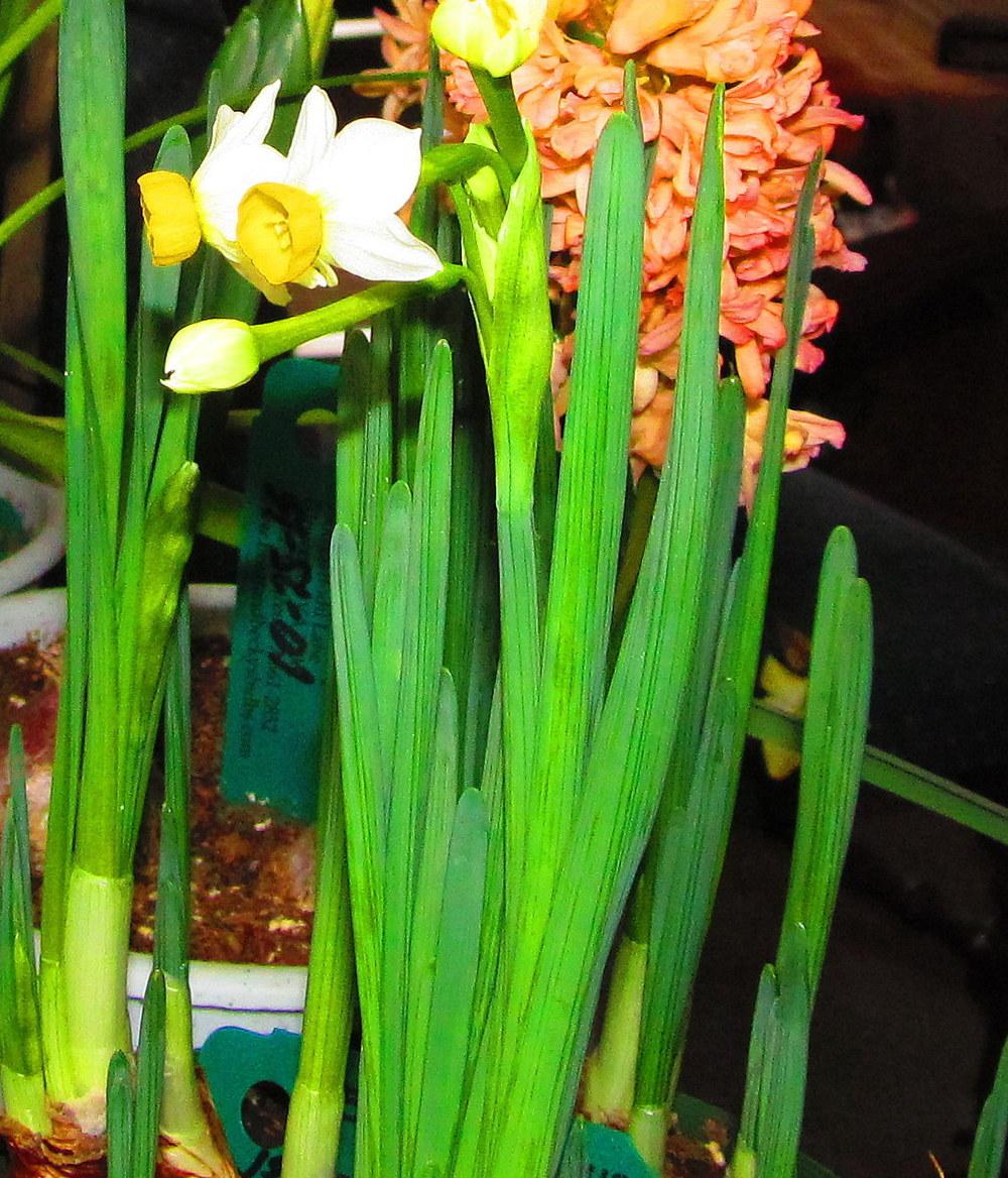 Photo of Tazetta Daffodil (Narcissus tazetta subsp. tazetta) uploaded by jmorth