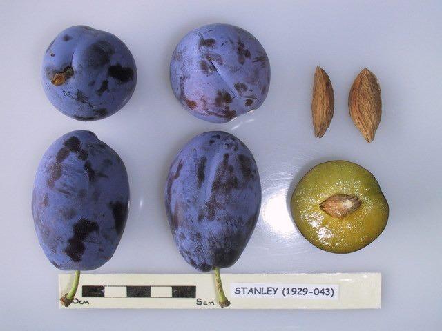 Photo of Dwarf Plum (Prunus domestica 'Stanley') uploaded by robertduval14