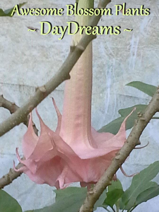 Photo of Angel Trumpet (Brugmansia 'Day Dreams') uploaded by AwesomeBlossomPlants